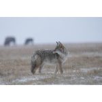 Sony FE 400-800mm f/6.3-8 G OSS Lens - Image 13