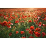 Sigma 28-45mm f1.8 DG DN Art Lens (Sony E) - Image 4
