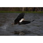 Sony a7R VI Mirrorless Camera - Image 3